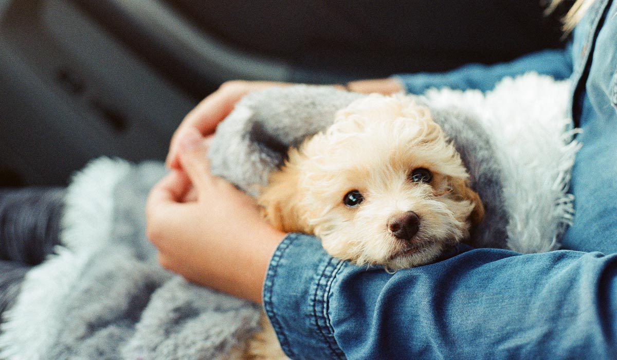 Yavru köpek bakımı hakkında tüyolar Petzz Blog