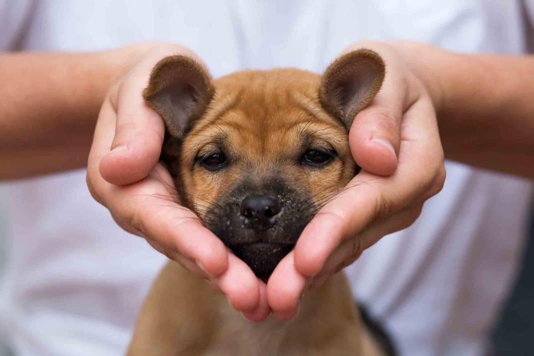 Yavru köpek bakımı hakkında tüyolar Petzz Blog