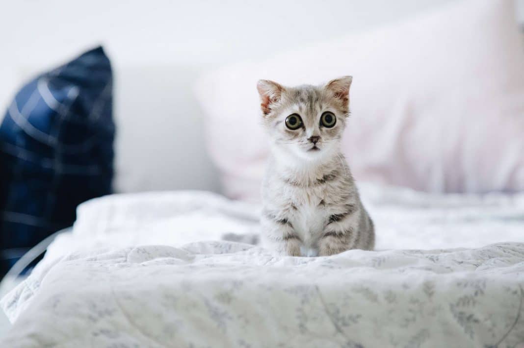 Kedilerde FIV Hastalığı Belirtileri, Nedenleri ve Tedavi Yöntemleri