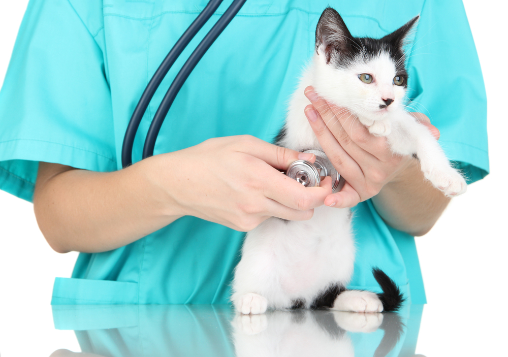Kedilerde Şeker Hastalığı Belirtileri, Nedenleri ve Tedavi Yöntemleri