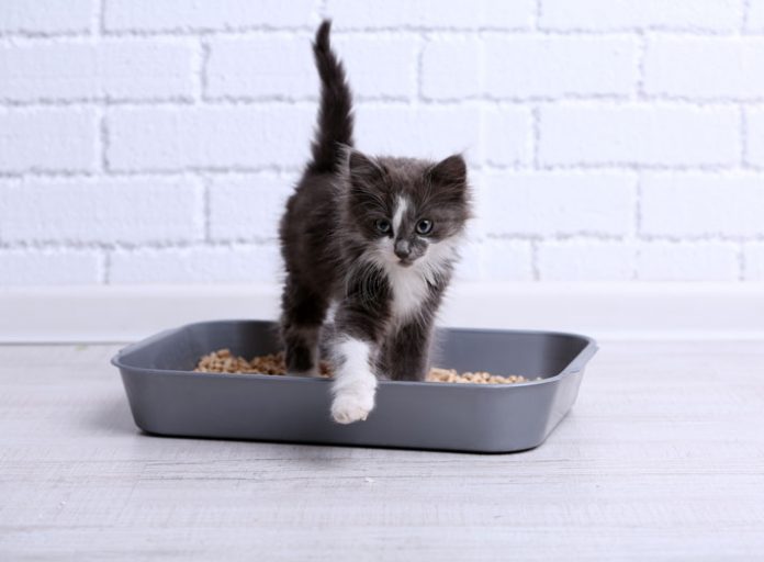 Kedi Kumu Temizliği Hangi Sıklıkla Yapılmalıdır? Petzz Blog