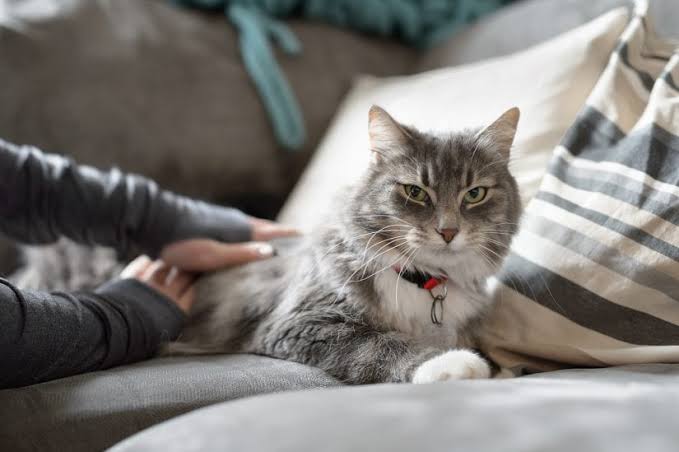 kediler evde ne kadar yalniz kalabilir petzz blog