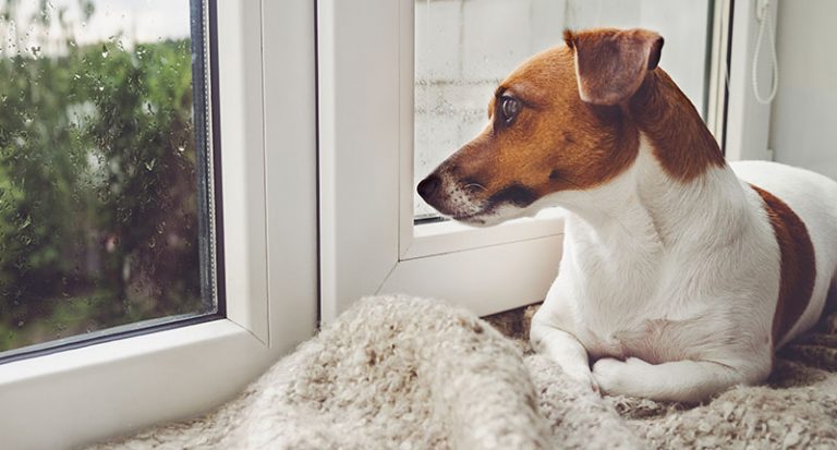 Köpekler Evde Ne Kadar Yalnız Kalabilir? Petzz Blog