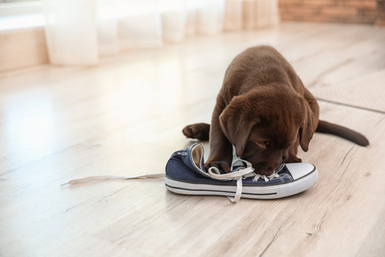 Köpeklerde Ayakkabı Takıntısının 6 Sebebi Petzz Blog