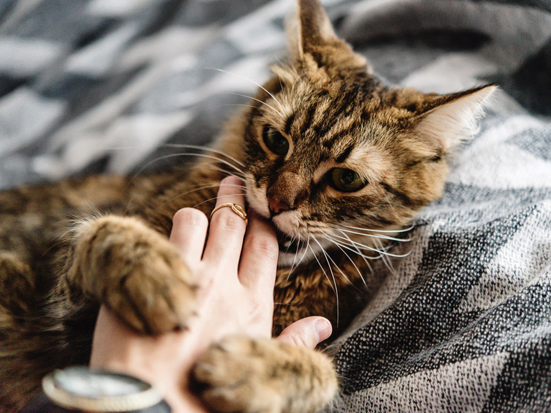 Kedilerde En Sık Görülen Davranış Bozuklukları Petzz Blog