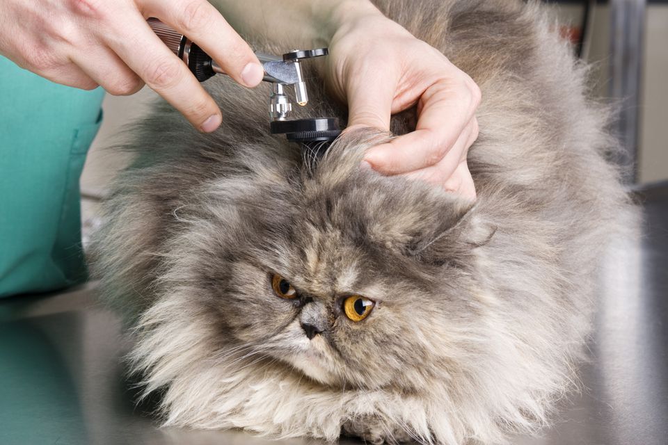 Kedilerde Kulak Enfeksiyonu Belirtileri Nedenleri Ve Tedavi Yontemleri Petzz Blog