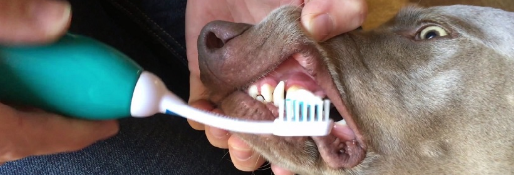 köpek diş bakımı