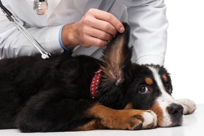 Köpeklerde Kulak Enfeksiyonu Belirtileri & Nedenleri ve Tedavi
