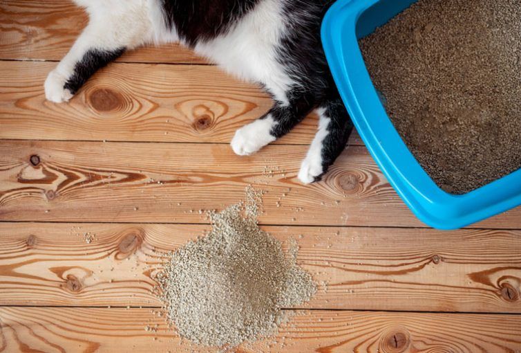 Kedi Kumu Nasıl Seçilir? Kediniz İçin En Doğru Kum Tavsiyeleri Petzz Blog
