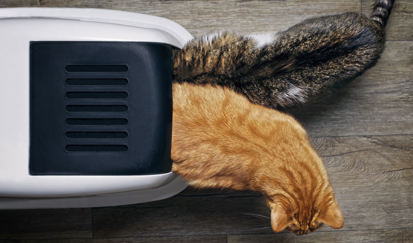 Kedi Kumu Nasıl Seçilir? Kediniz İçin En Doğru Kum Tavsiyeleri Petzz Blog