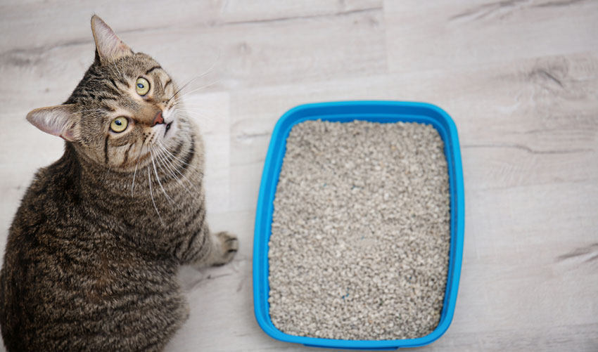 Kedi Kumu Nasil Secilir Kediniz Icin En Dogru Kum Tavsiyeleri Petzz Blog