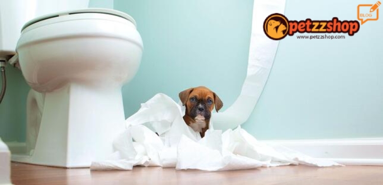 köpek tuvalet eğitimi