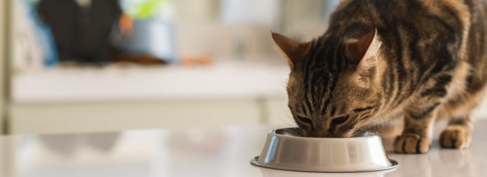 Kediler Ne Yer Kedi Sagligina Uygun 16 Yiyecek Petzz Blog