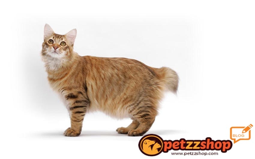 Kedim Kac Yasinda Kedilerin Yasi Nasil Ogrenilir Hizli Hesap Petzz Blog
