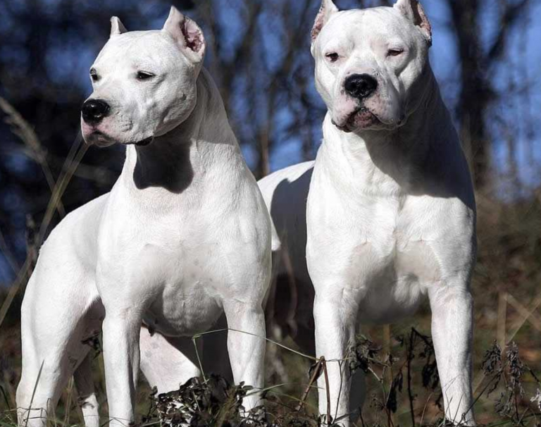 Dogo Argentino Köpek Cinsi Özellikleri ve Bakımı Petzz Blog