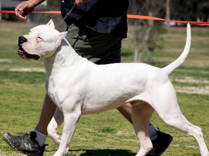 Dogo Argentino Köpek Cinsi Özellikleri ve Bakımı Petzz Blog