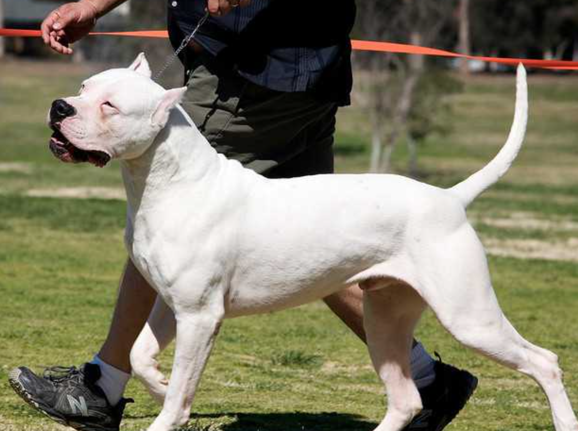 Dogo Argentino Köpek Cinsi Özellikleri ve Bakımı Petzz Blog