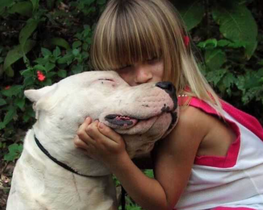 Dogo Argentino Köpek Cinsi Özellikleri ve Bakımı Petzz Blog