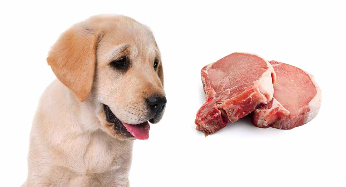 Köpekler Ne Yer? Köpeklerin Sağlığına Uygun Tüm Besinlerin Listesi