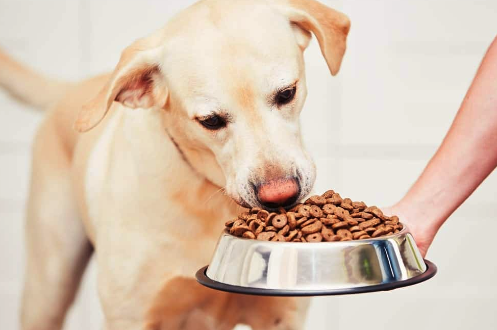Köpekler Ne Yer? Köpeklerin Sağlığına Uygun Tüm Besinlerin Listesi