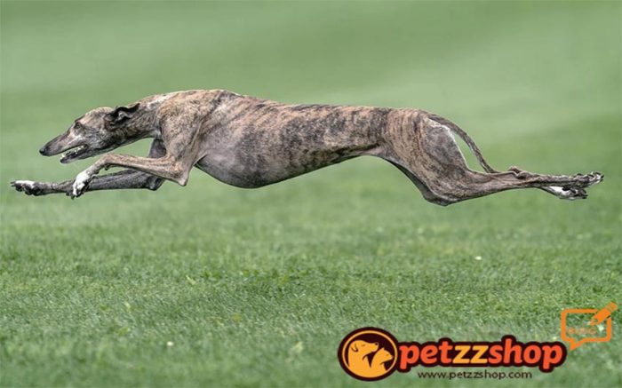Greyhound Kopek Cinsi Ozellikleri Petzz Blog