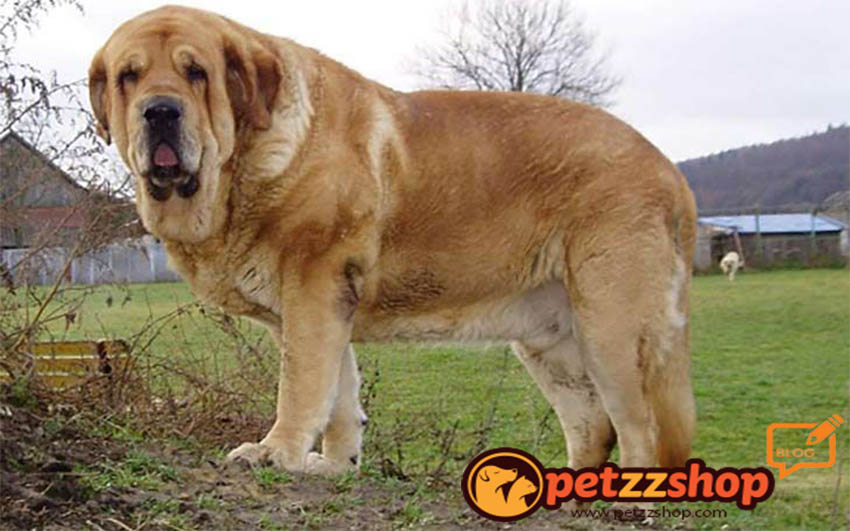 Ispanyol Mastiff Kopek Cinsi Ozellikleri Petzz Blog