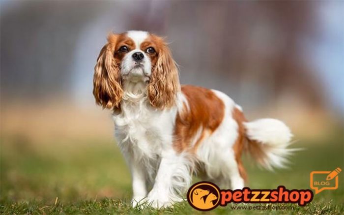 King Charles Spaniel Köpek Cinsi Özellikleri | Petzz Blog