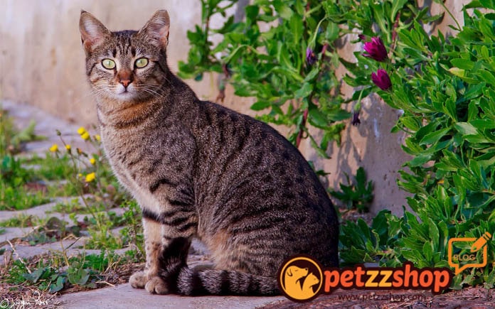 Tekir Kedi Cinsi Ozellikleri Petzz Blog