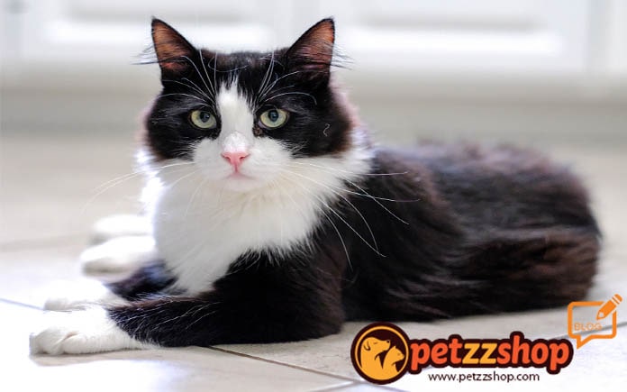 Tuxedo Kedi Cinsi Ozellikleri Petzz Blog
