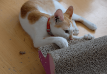 Kedi tırmalama tahtaları