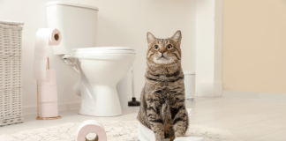 En iyi kedi tuvaletleri