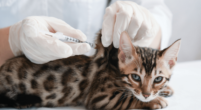 Kedi aşısı