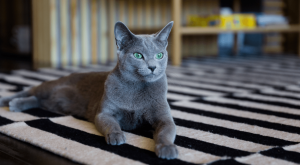 Russian Blue tüy dökmeyen kedi