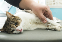 Kronik böbrek hastası kedi