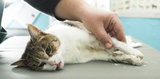 Kronik böbrek hastası kedi
