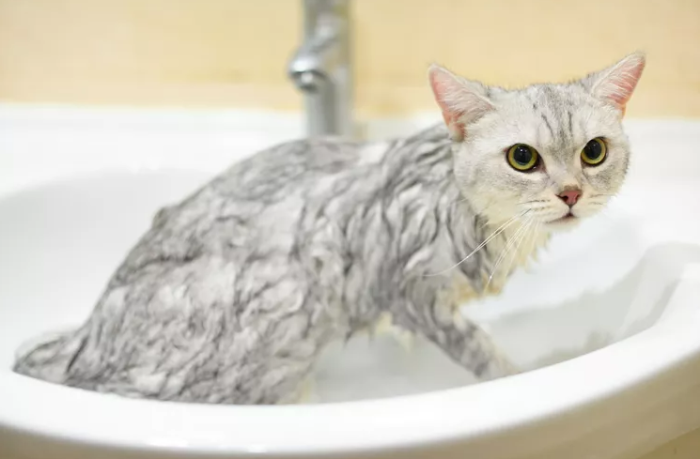 kedi banyo yapma