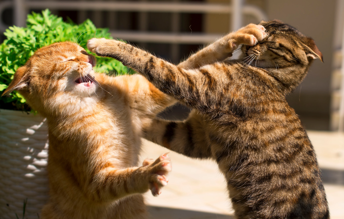 kedi kavga nedenleri