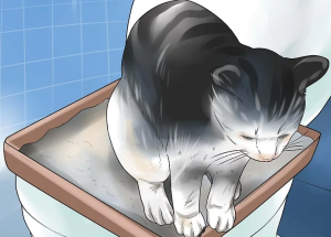 kedi tuvalet eğitimi aşaması