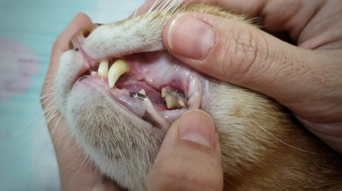 kedilerde diş hastalığı