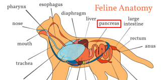 kedilerde pankreas hastalığı