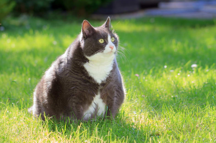 obezite kedi
