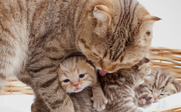 yeni doğan kedi yavruları