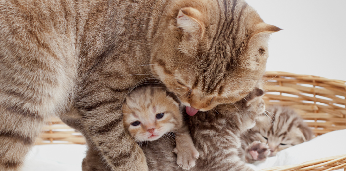 yeni doğan kedi yavruları 