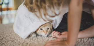 kedilerin eve gelen misafirlerden korkması