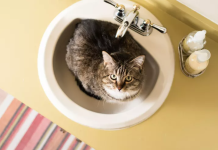 kedilerin lavabo ve küvete dışkı yapması