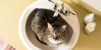 kedilerin lavabo ve küvete dışkı yapması