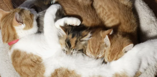 yavru kedileri annesinden ayırma