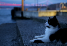 istanbul-sokak-kedileri