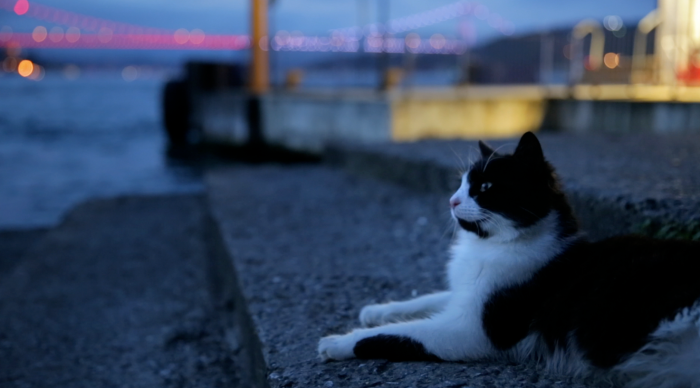 istanbul-sokak-kedileri