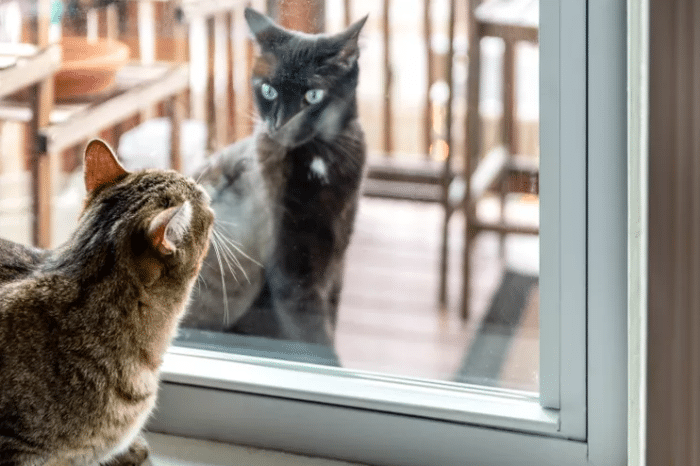 kedilerin yabancı kediyle karşılaşması